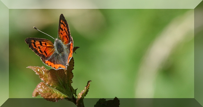 Lycaena phlaeas?